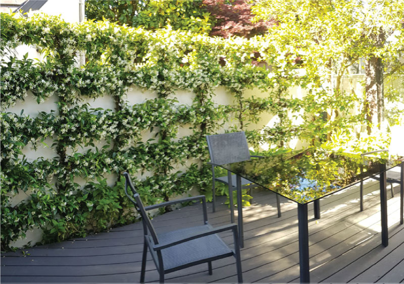 Diamond-espalier