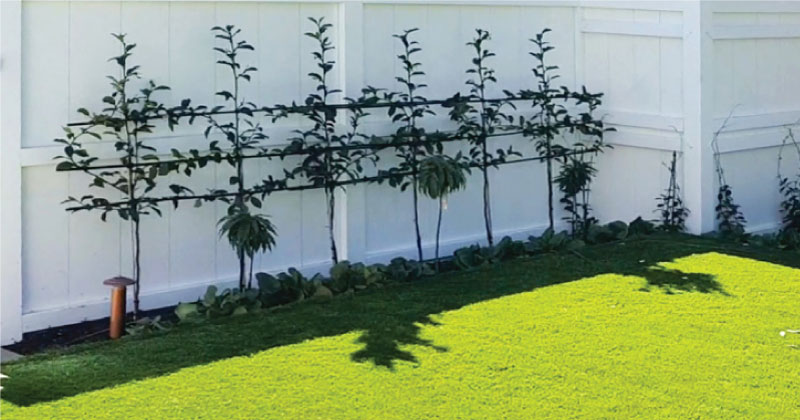 Panelled-fences-plants
