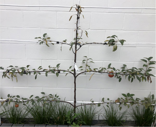 christchurch-landscaping-raised-garden-beds